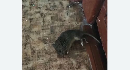 Дезинфекция от мышей в Исилькуле