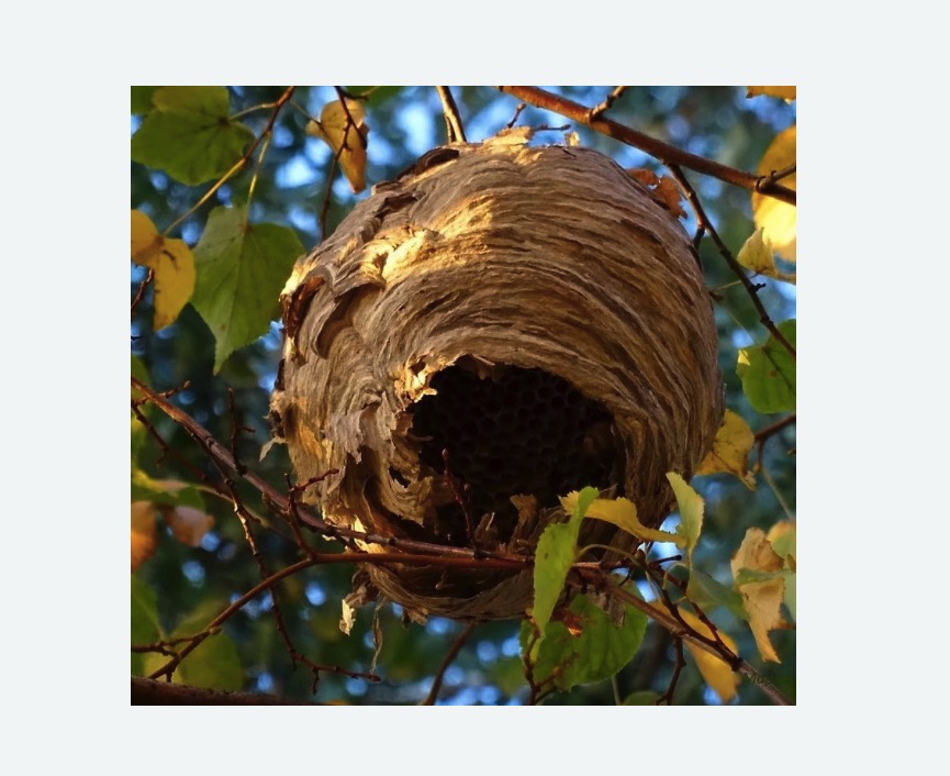 Обработка от шершней в Исилькуле