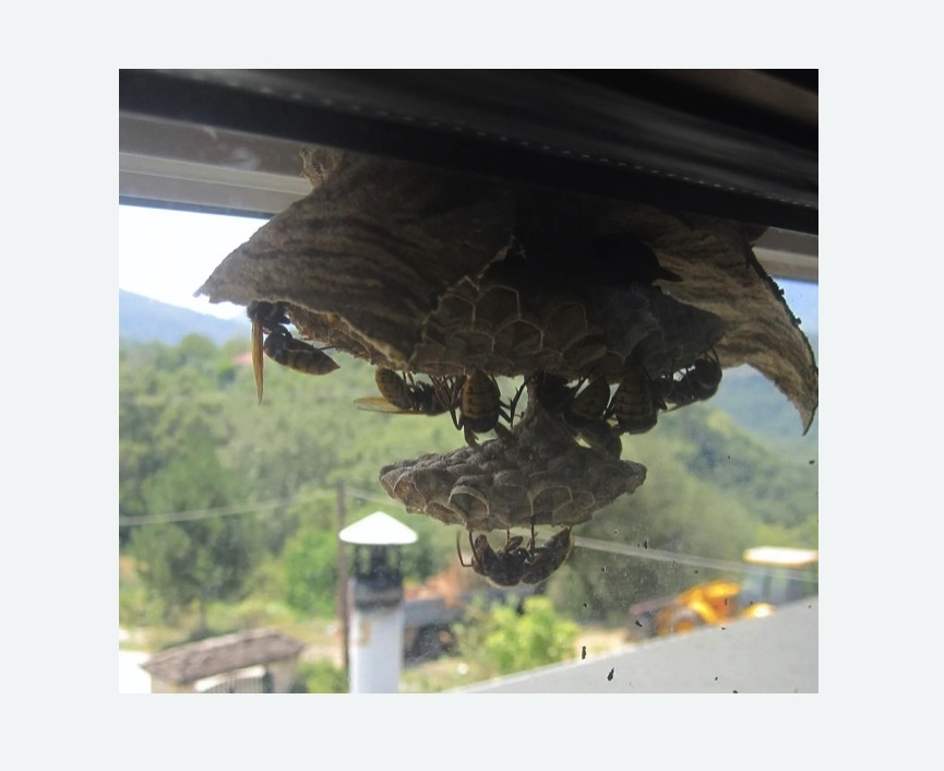 Уничтожение гнёзд шершней в Исилькуле