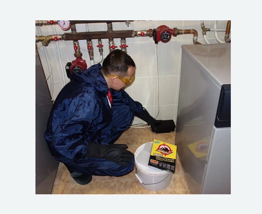 Уничтожение крыс в Исилькуле