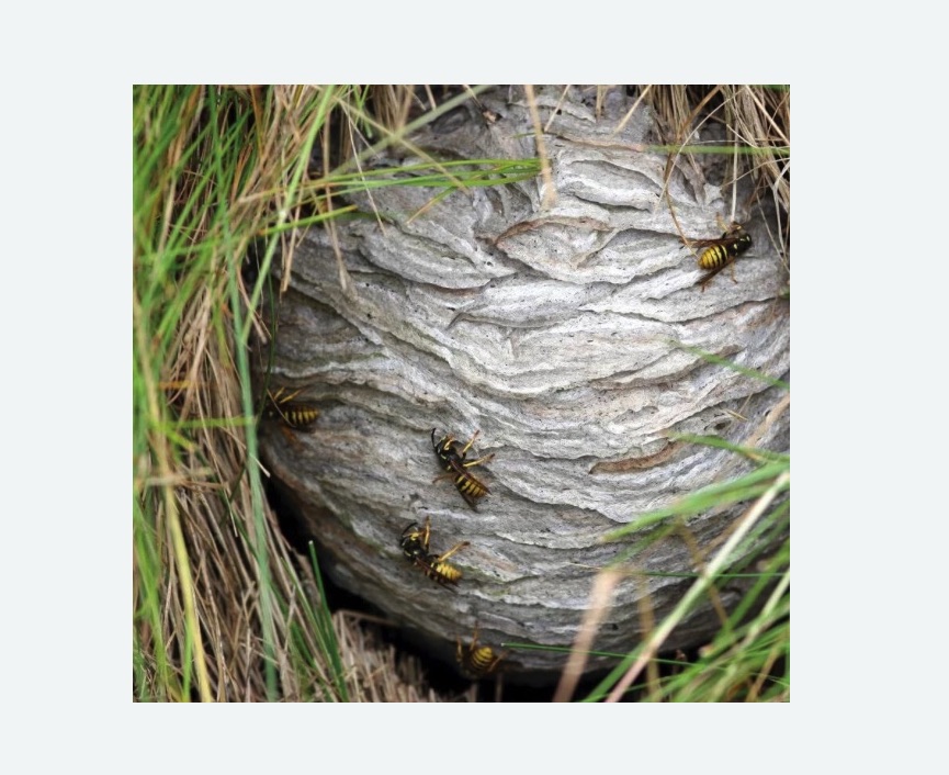 Уничтожение ос и ульев в Исилькуле